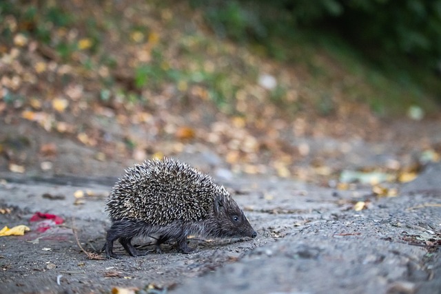 其中最具代 其中最具代