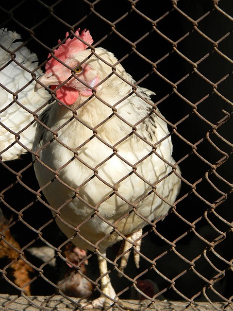 消费者权益 消费者权益